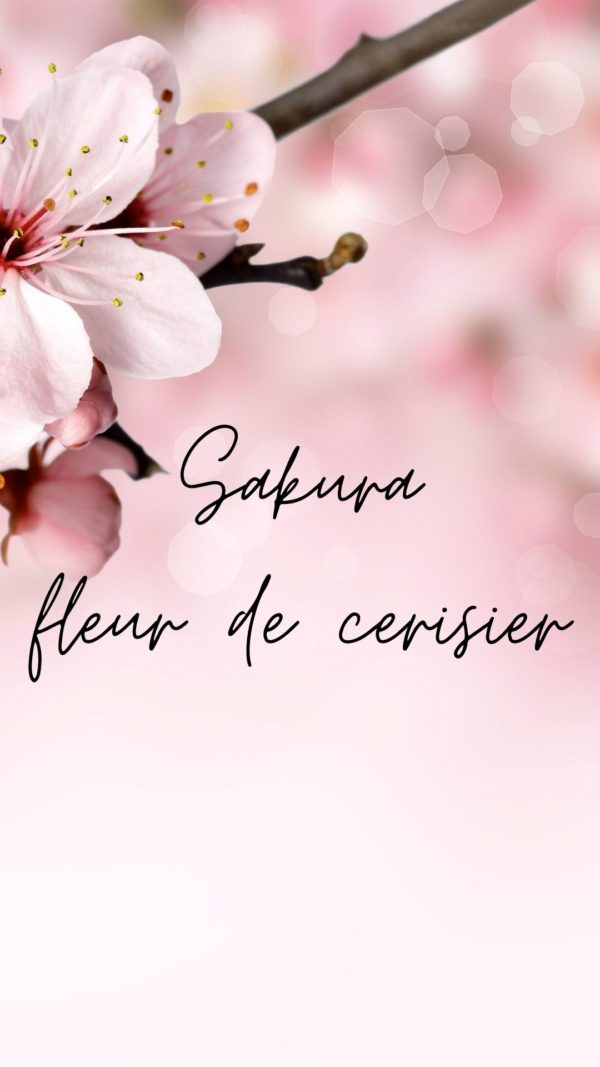 Sakura fleur de cerisier fragrance imagée sur fond rose